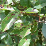 The spots on the leaves of this tree are a clear indication that this tree has a disease and needs to be cured soon.