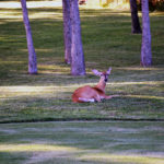 Our lawn work and landscaping is so good that deer & other animals will want to come back to your property.