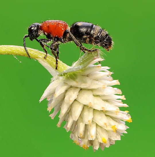 Cow Killer Wasp On Flower
